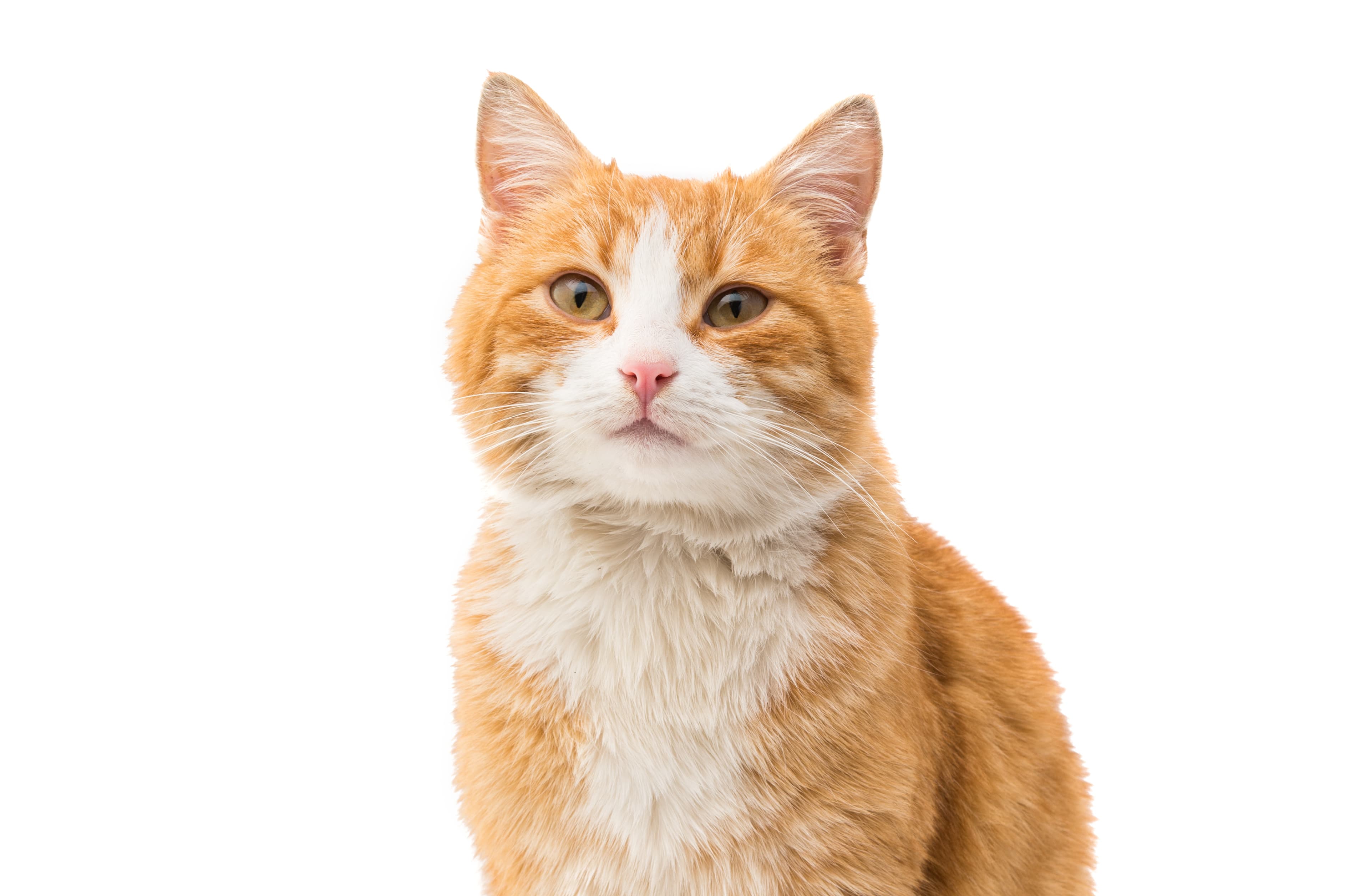 Example of a great cat photo — front-facing, well-lit