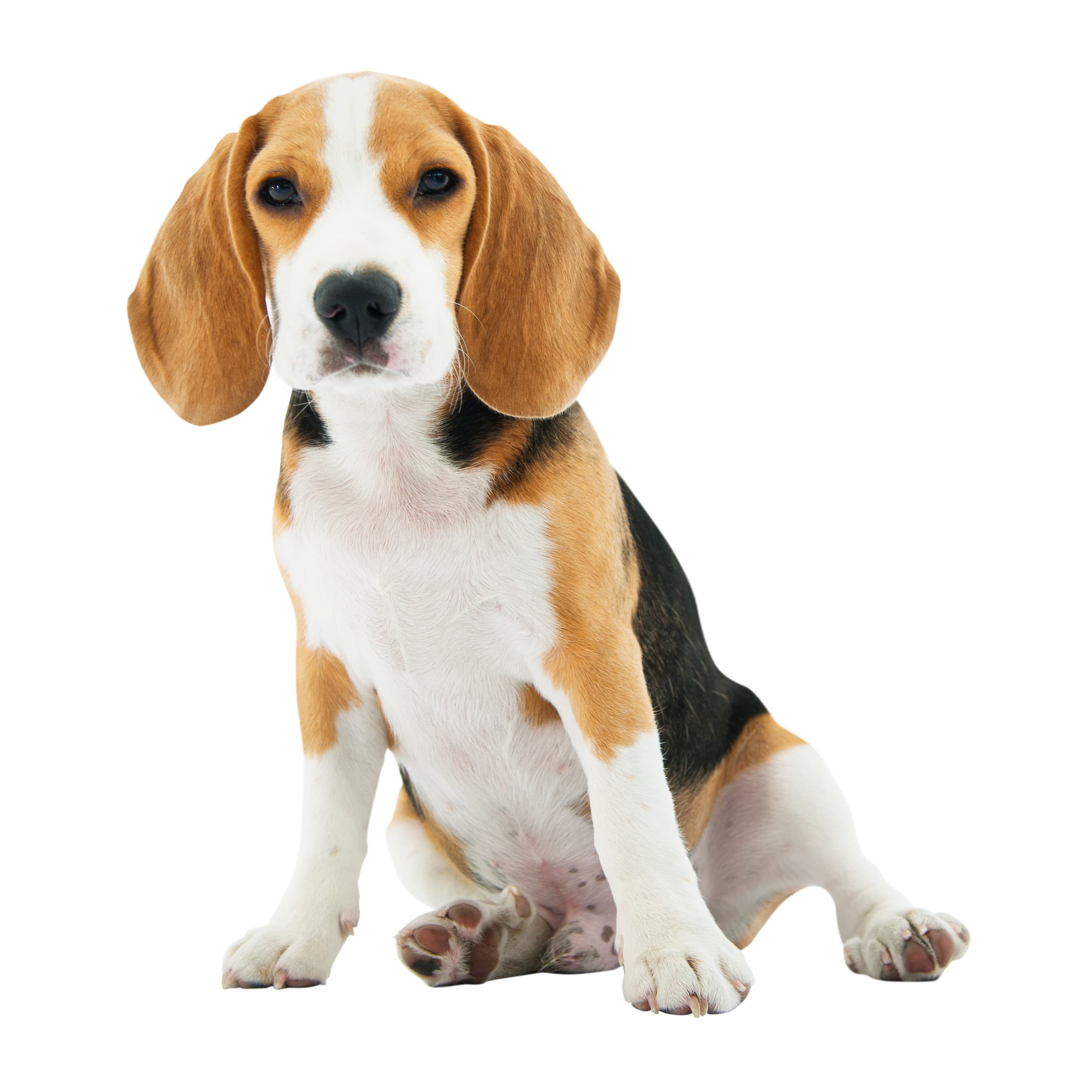 Example of a great dog photo — front-facing, well-lit
